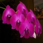 Dendrobium Panjarat Pink
